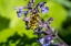 Picture of ISSAQUAH-WASHINGTON STATE-USA-HONEYBEE POLLINATING A WALKERS LOW CATNIP-NEPETA WALKERS LOW