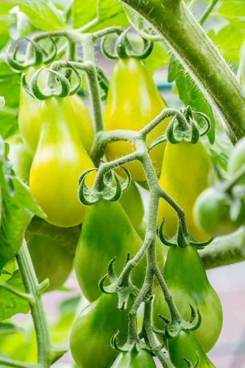 Picture of ISSAQUAH-WASHINGTON STATE-USA HEIRLOOM YELLOW PEAR TOMATOES