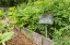 Picture of ISSAQUAH-WASHINGTON STATE-USA CHERRY TOMATO PLANTS