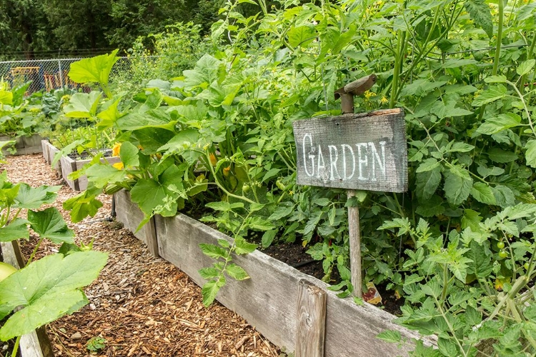 Picture of ISSAQUAH-WASHINGTON STATE-USA CHERRY TOMATO PLANTS