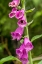 Picture of ISSAQUAH-WASHINGTON STATE-USA COMMON FOXGLOVE (DIGITALIS PURPUREA)