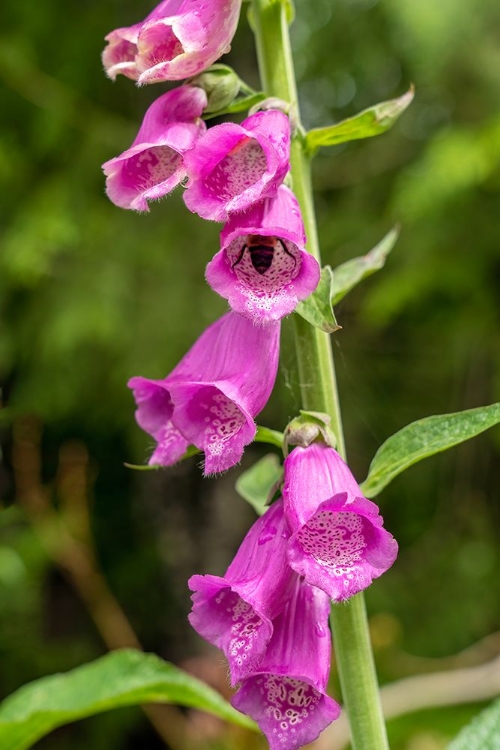 Picture of ISSAQUAH-WASHINGTON STATE-USA COMMON FOXGLOVE (DIGITALIS PURPUREA)