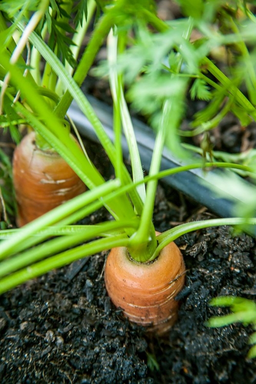 Picture of ISSAQUAH-WASHINGTON STATE-USA YAYA CARROTS GROWING WITH TOPS SHOWING