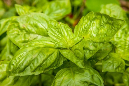 Picture of ISSAQUAH-WASHINGTON STATE-USA GENOVESE BASIL PLANTS