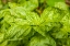 Picture of ISSAQUAH-WASHINGTON STATE-USA GENOVESE BASIL PLANTS