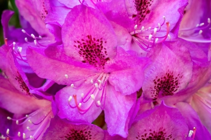 Picture of ISSAQUAH-WASHINGTON STATE-USA DEEP PINK RHODODENDRON IN BLOOM 