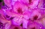 Picture of ISSAQUAH-WASHINGTON STATE-USA DEEP PINK RHODODENDRON IN BLOOM 