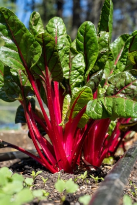 Picture of ISSAQUAH-WASHINGTON STATE-USA OVER-WINTERED RUBY RED CHARD PLANTS
