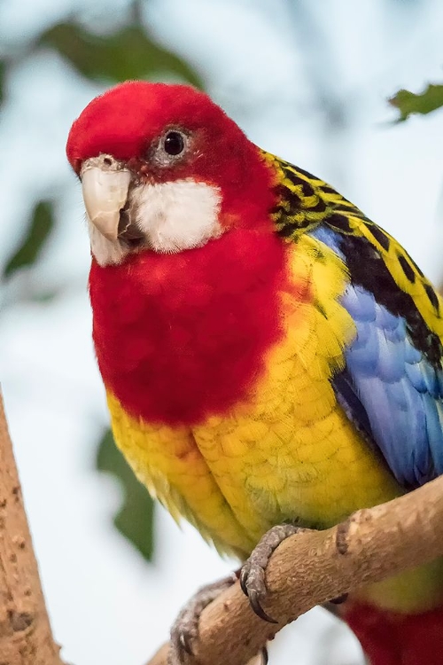 Picture of SEATTLE-WASHINGTON STATE-USA EASTERN ROSELLA