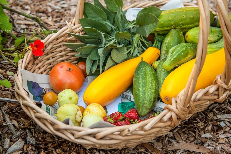 Picture of ISSAQUAH-WASHINGTON STATE-USA BASKET OF FRESHLY HARVESTED PRODUCE