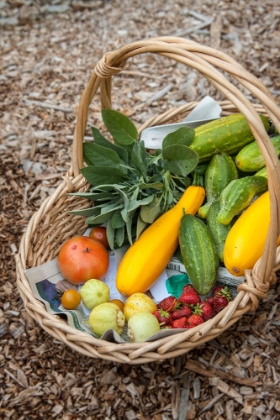 Picture of ISSAQUAH-WASHINGTON STATE-USA BASKET OF FRESHLY HARVESTED PRODUCE