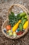 Picture of ISSAQUAH-WASHINGTON STATE-USA BASKET OF FRESHLY HARVESTED PRODUCE