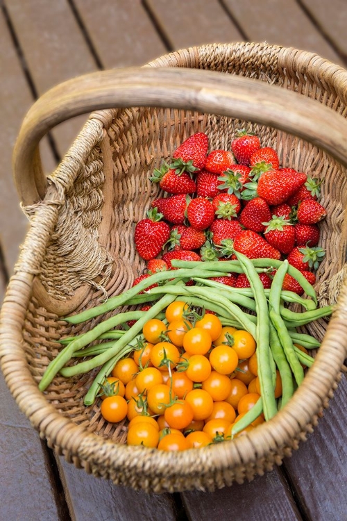 Picture of ISSAQUAH-WASHINGTON STATE-USA BASKET OF FRESHLY PICKED STRAWBERRIES