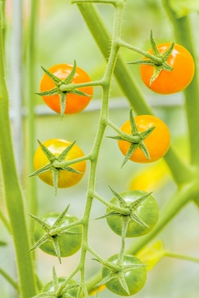 Picture of ISSAQUAH-WASHINGTON STATE-USA CLUSTER OF SUN GOLD CHERRY TOMATOES