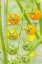 Picture of ISSAQUAH-WASHINGTON STATE-USA CLUSTER OF SUN GOLD CHERRY TOMATOES