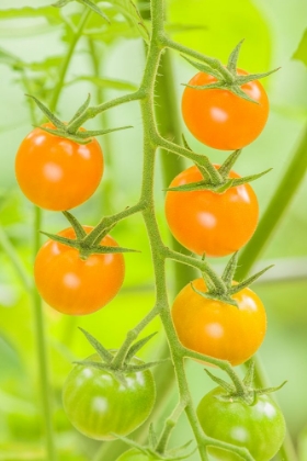 Picture of ISSAQUAH-WASHINGTON STATE-USA CLUSTER OF SUN GOLD CHERRY TOMATOES