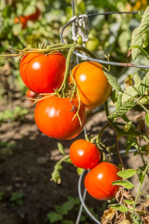 Picture of BELLEVUE-WASHINGTON STATE-USA RIPE WILLAMETTE TOMATOES ON THE VINE