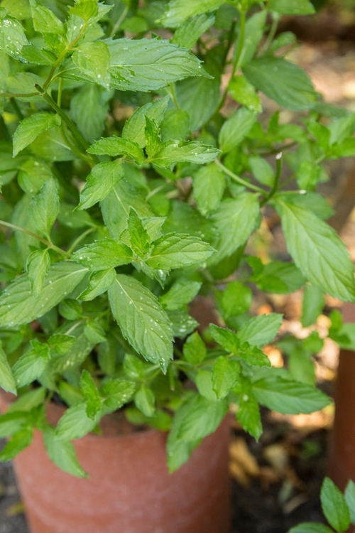 Picture of BELLEVUE-WASHINGTON STATE-USA SPEARMINT GROWING IN A CLAY POT