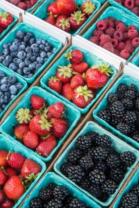 Picture of ISSAQUAH-WASHINGTON STATE-USA PINTS OF FRESHLY HARVESTED STRAWBERRIES