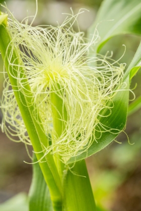 Picture of ISSAQUAH-WASHINGTON STATE-USA AN EAR OF UNRIPE CORN