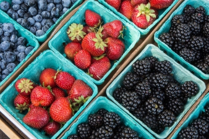 Picture of ISSAQUAH-WASHINGTON STATE-USA PINTS OF FRESHLY HARVESTED STRAWBERRIES