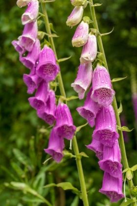 Picture of ISSAQUAH-WASHINGTON STATE-USA COMMON FOXGLOVE (DIGITALIS PURPUREA)