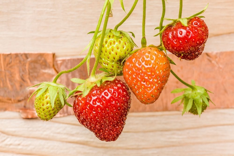 Picture of ISSAQUAH-WASHINGTON STATE-USA EVERBEARING STRAWBERRIES