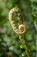 Picture of ISSAQUAH-WASHINGTON STATE-USA WESTERN SWORDFERN FIDDLEHEADS FRONDS