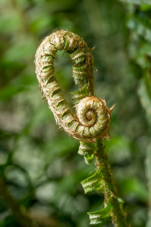 Picture of ISSAQUAH-WASHINGTON STATE-USA WESTERN SWORDFERN FIDDLEHEADS FRONDS