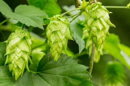 Picture of ISSAQUAH-WASHINGTON STATE-USA CLOSE-UP OF HOPS CONES