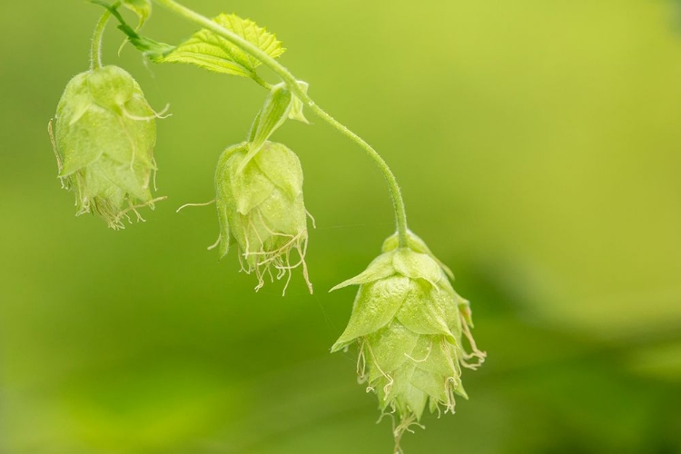 Picture of ISSAQUAH-WASHINGTON STATE-USA CLOSE-UP OF HOPS CONES