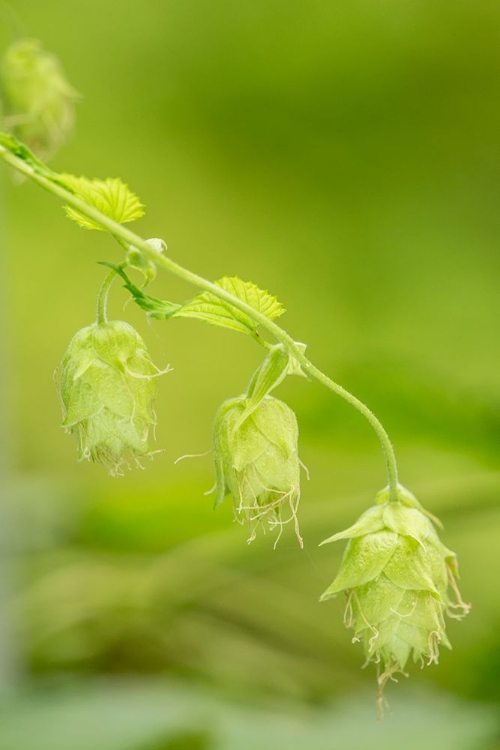 Picture of ISSAQUAH-WASHINGTON STATE-USA CLOSE-UP OF HOPS CONES