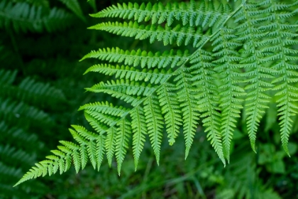 Picture of ISSAQUAH-WASHINGTON STATE-USA LADY FERN PLANT