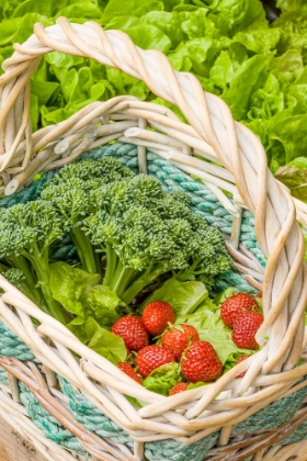 Picture of ISSAQUAH-WASHINGTON STATE-USA BASKET OF FRESHLY HARVESTED BLUE WIND BROCCOLI