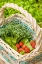 Picture of ISSAQUAH-WASHINGTON STATE-USA BASKET OF FRESHLY HARVESTED BLUE WIND BROCCOLI