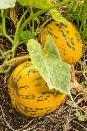 Picture of ISSAQUAH-WASHINGTON STATE-USA KAKAI PUMPKINS GROWING IN A GARDEN