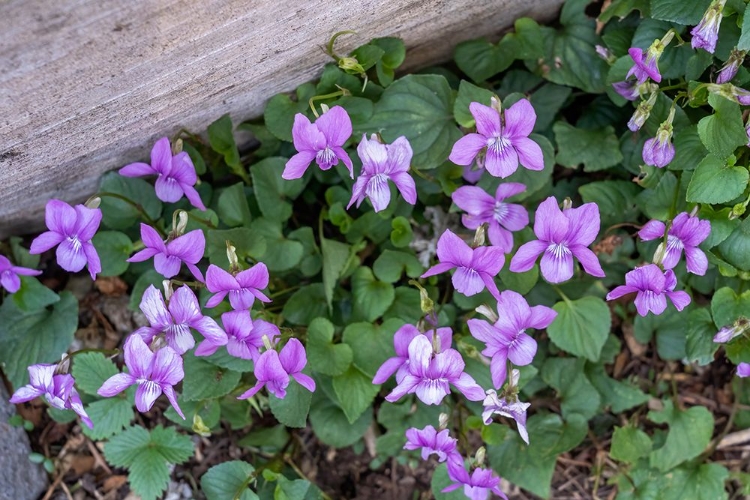 Picture of ISSAQUAH-WASHINGTON STATE-USA VIOLA SORORIA OR CALLED COMMON BLUE VIOLET