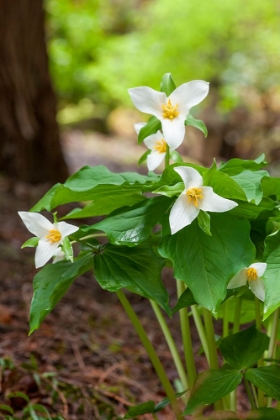 Picture of ISSAQUAH-WASHINGTON STATE-USA WESTERN TRILLIUM WILDFLOWERS