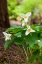 Picture of ISSAQUAH-WASHINGTON STATE-USA WESTERN TRILLIUM WILDFLOWERS