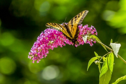 Picture of ISSAQUAH-WASHINGTON STATE-USA WESTERN TIGER SWALLOWTAIL BUTTERFLY