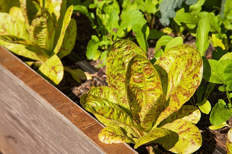 Picture of ISSAQUAH-WASHINGTON STATE-USA FLASHY TROUTS BACK LETTUCE PLANTS