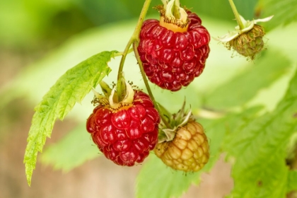 Picture of ISSAQUAH-WASHINGTON STATE-USA CLUSTER OF RASPBERRIES IN VARIOUS STAGES OF RIPENESS