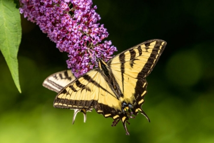 Picture of ISSAQUAH-WASHINGTON STATE-USA TWO WESTERN TIGER SWALLOWTAIL BUTTERFLIES