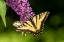 Picture of ISSAQUAH-WASHINGTON STATE-USA TWO WESTERN TIGER SWALLOWTAIL BUTTERFLIES
