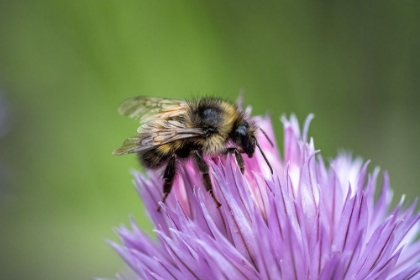 Picture of ISSAQUAH-WASHINGTON STATE-USA YELLOW HEAD BUMBLEBEE (BOMBUS FLAVIFRONS) POLLINATING A CHIVE BLOSSOM