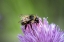 Picture of ISSAQUAH-WASHINGTON STATE-USA YELLOW HEAD BUMBLEBEE (BOMBUS FLAVIFRONS) POLLINATING A CHIVE BLOSSOM