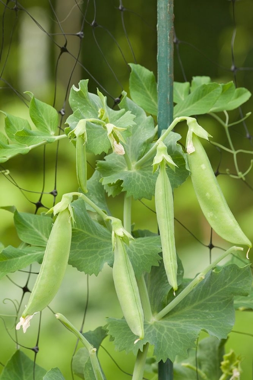 Picture of ISSAQUAH-WASHINGTON STATE-USA SUGAR SNAP PEAS GROWING ON A NETTING TRELLIS STRUNG BETWEEN POLES