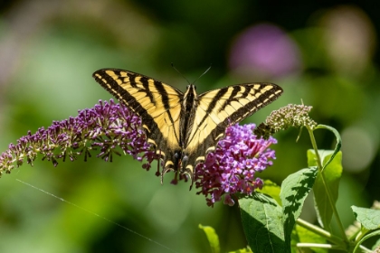 Picture of ISSAQUAH-WASHINGTON STATE-USA WESTERN TIGER SWALLOWTAIL BUTTERFLY POLLINATING A BUTTERFLY BUSH