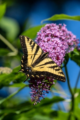 Picture of ISSAQUAH-WASHINGTON STATE-USA WESTERN TIGER SWALLOWTAIL BUTTERFLY POLLINATING A BUTTERFLY BUSH