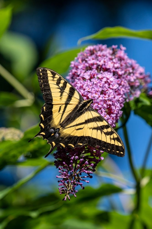 Picture of ISSAQUAH-WASHINGTON STATE-USA WESTERN TIGER SWALLOWTAIL BUTTERFLY POLLINATING A BUTTERFLY BUSH
